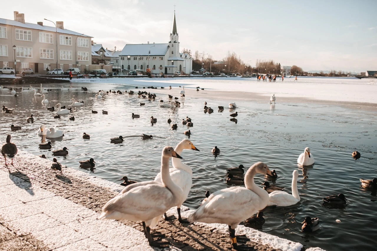 swans on lake tjornin reykjavik iceland winter